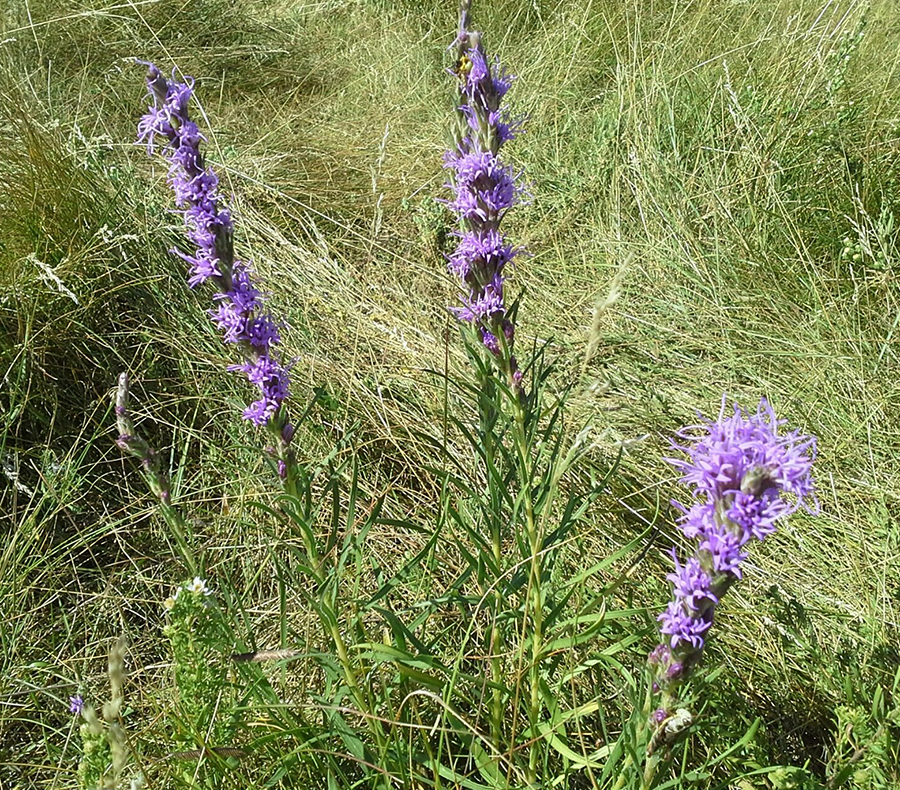 Native Flowers