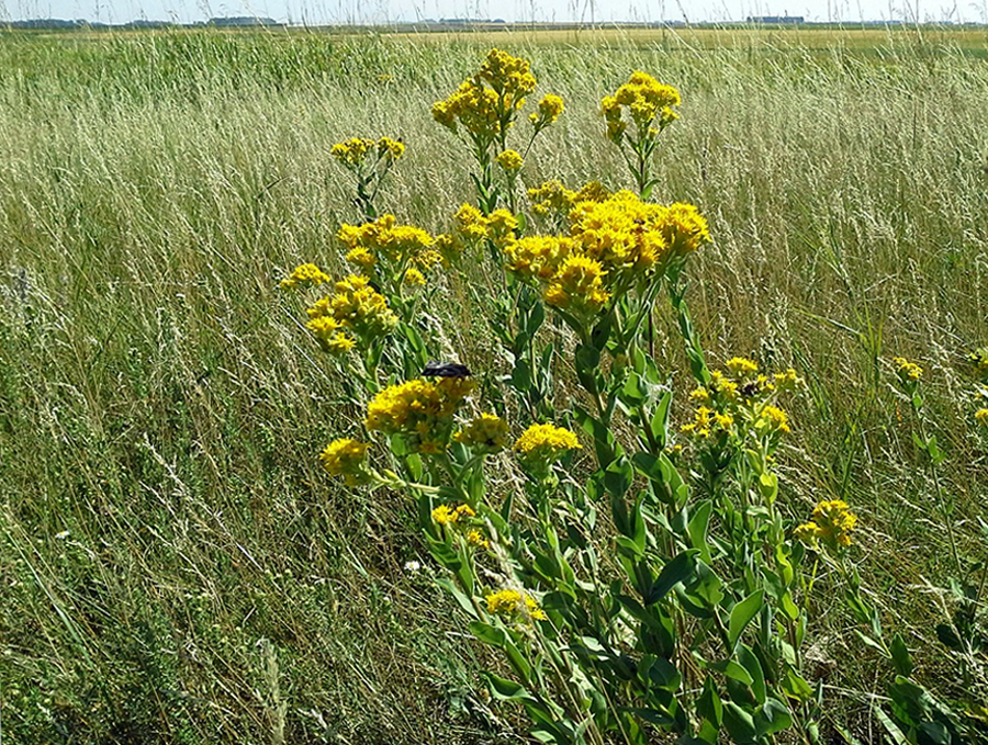 Native Flowers