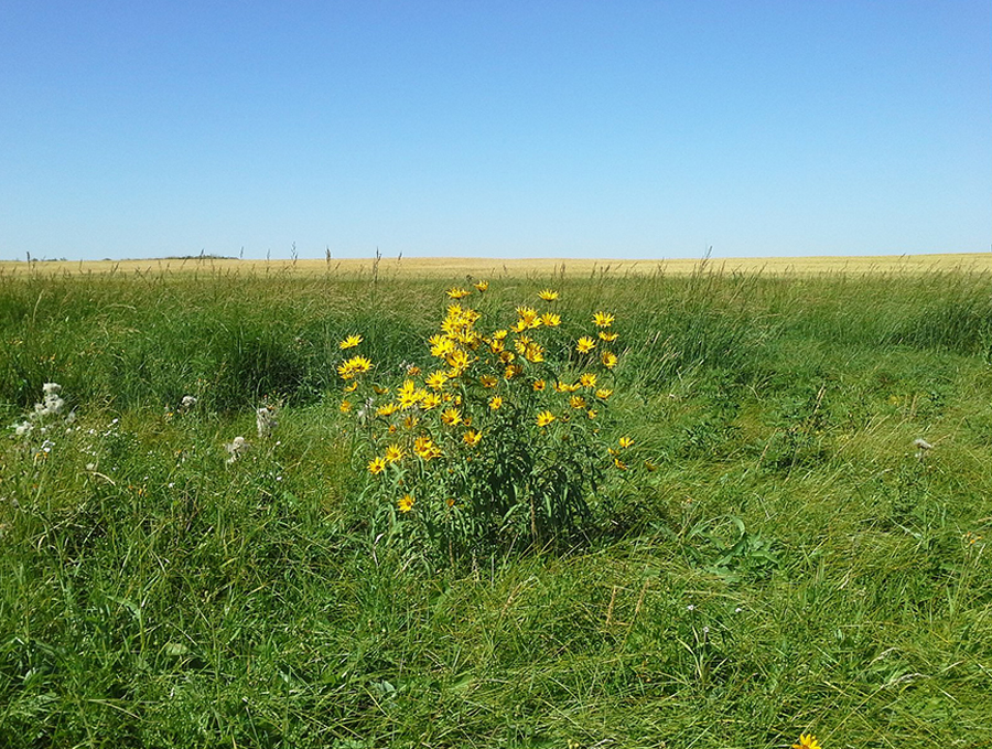 Native Flowers