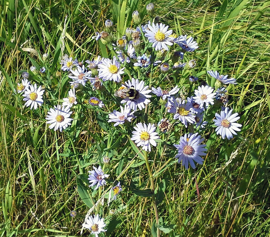 Native Flowers